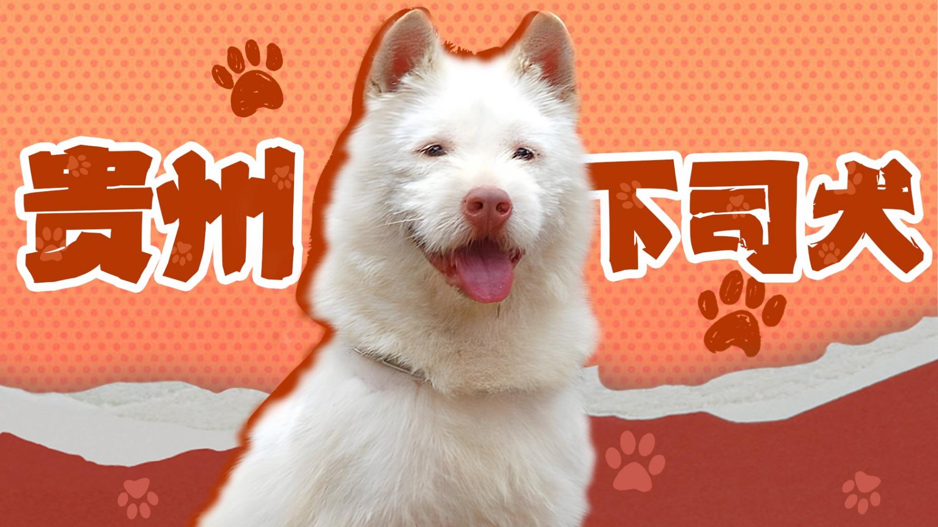 贵州下司犬火遍全网,今日17点,动静带你探秘“狗界顶流”
